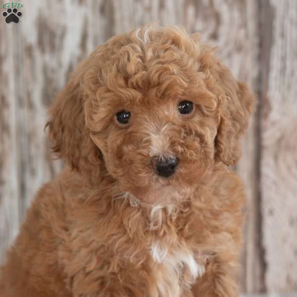 Gabriella, Mini Labradoodle Puppy